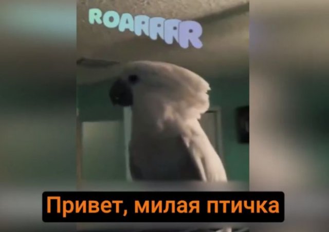 Парень купил какаду у рокера - и теперь наслаждается живыми концертами