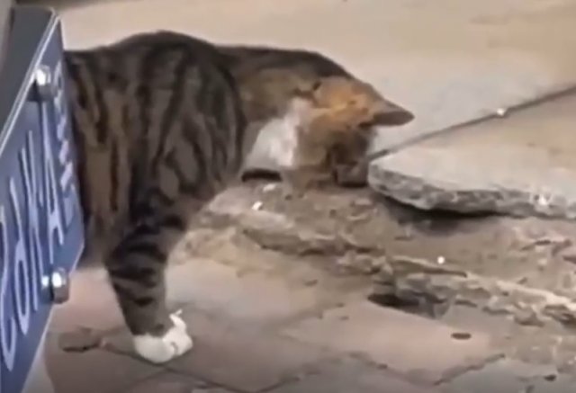 Настоящий охотник в деле