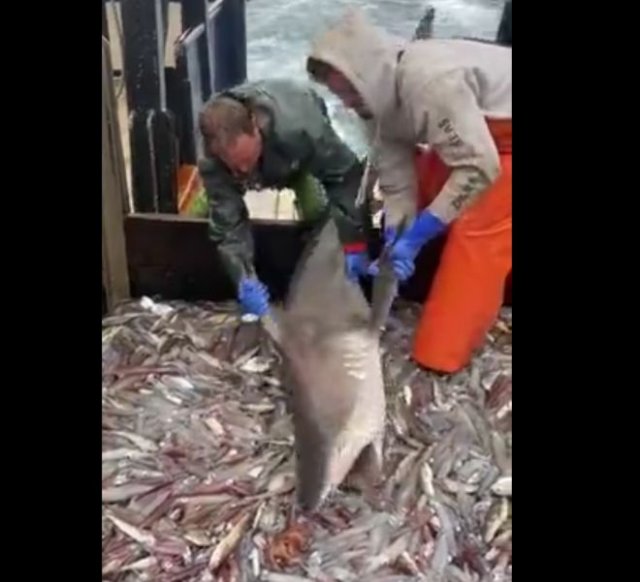 Рыбакам пришлось бороться с наглой акулой, которая не захотела сама добывать себе пропитание