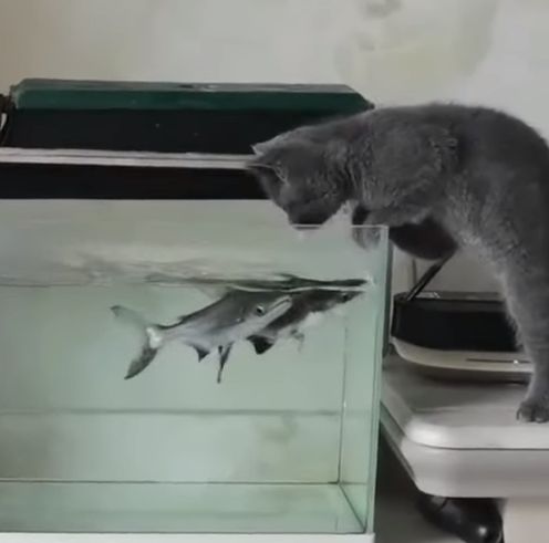 Это маленькие акулы?