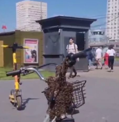 Рой пчёл в Москве облепил велосипед доставщика еды