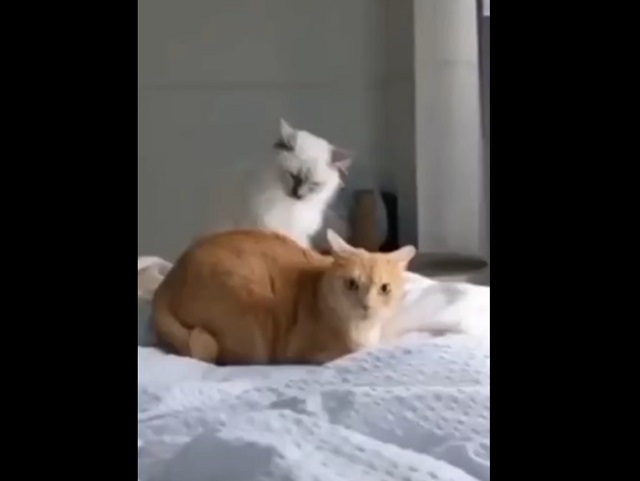 Кошачий фильм ужасов
