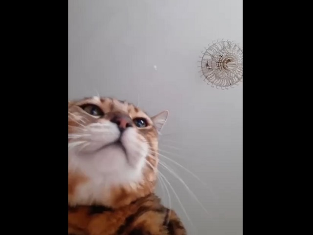 Если бы коты умели переписываться