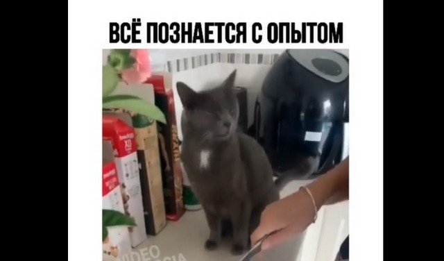 Кот, который впервые познакомился с луком