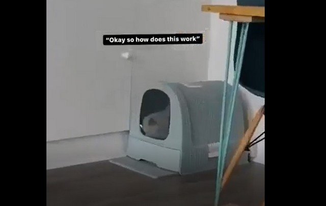Кот, который не ищет легких путей