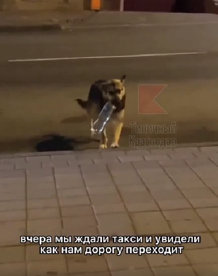 Немного о человеческой доброте и собачьей смекалке