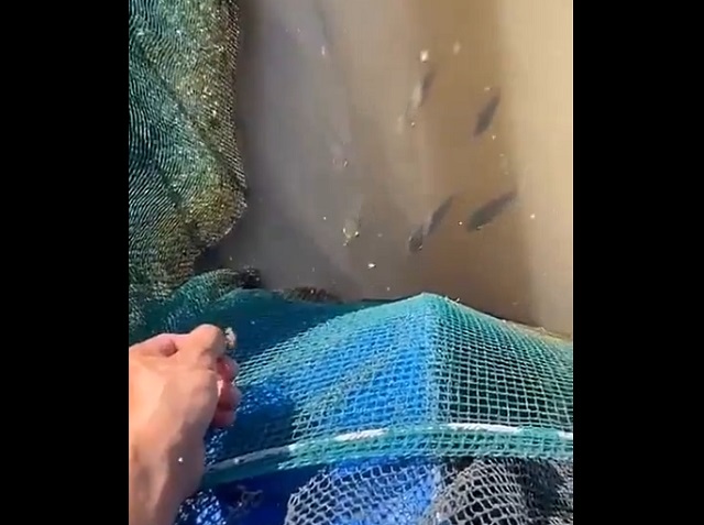 Брызгуны - удивительные рыбы, в которых встроен водяной пистолет