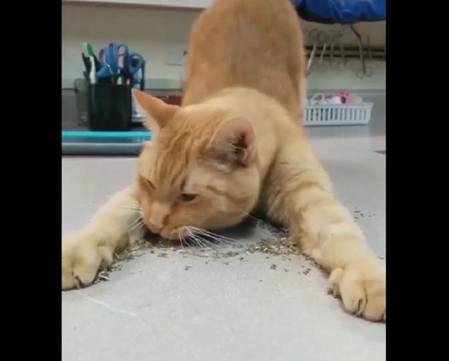 Всего щепотка кошачьей мяты и понеслась