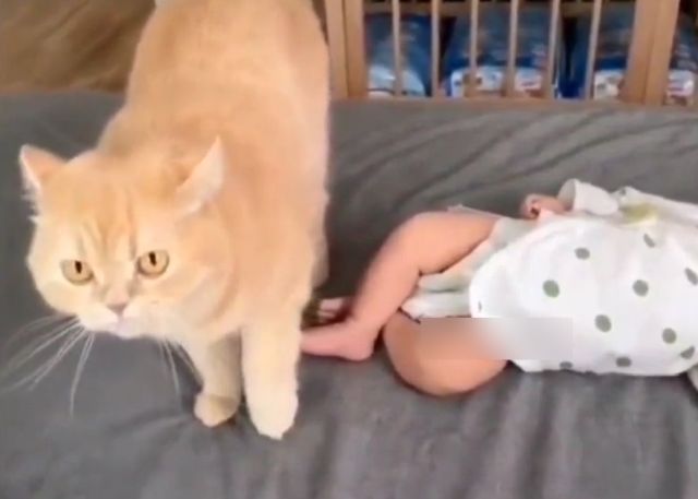Реакция кота на ребенка