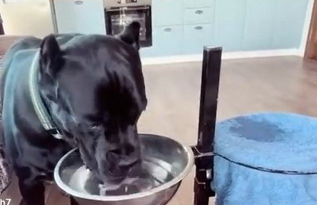 Пес, который точно знает, что такое дисциплина