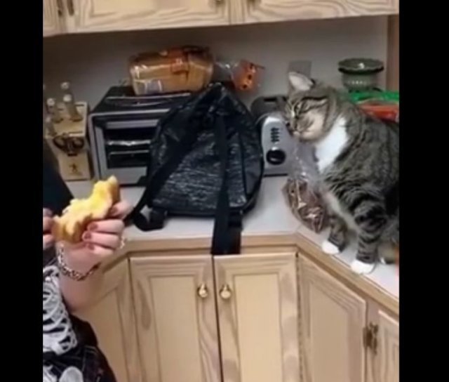 Хозяйка, которая не делится со своим котом