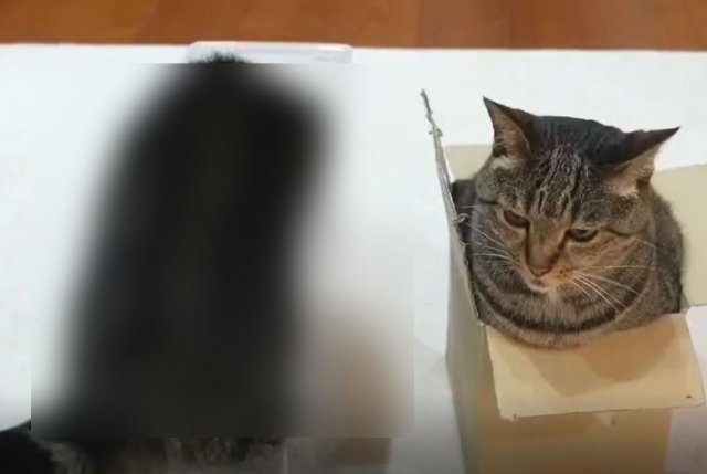 Существует два типа котов