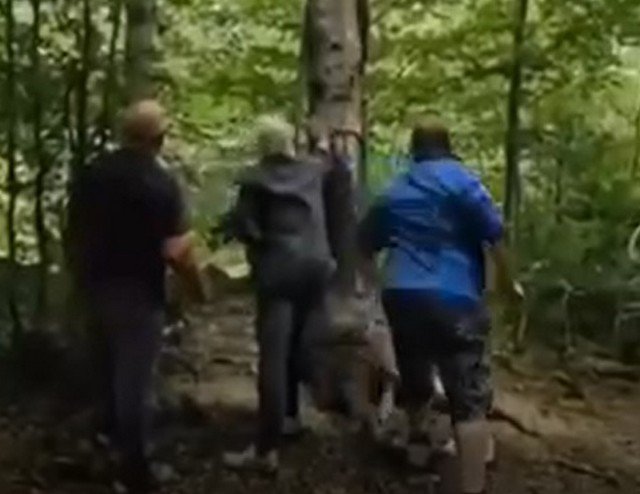 Вот почему не стоит стоять рядом с падающим деревом