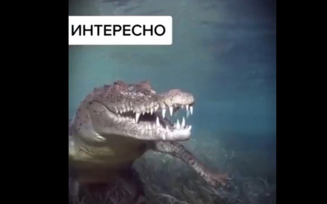 Забавные и интересные факты о животном мире