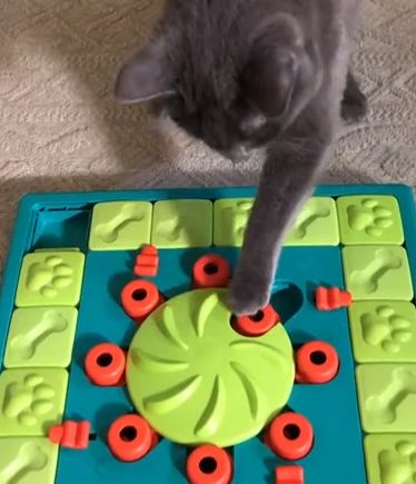 Умный котейкин