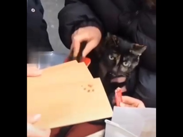 Кто же лучший друг человека?