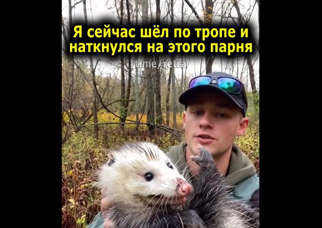 Парень рассказал множество интересных фактов об опоссумах