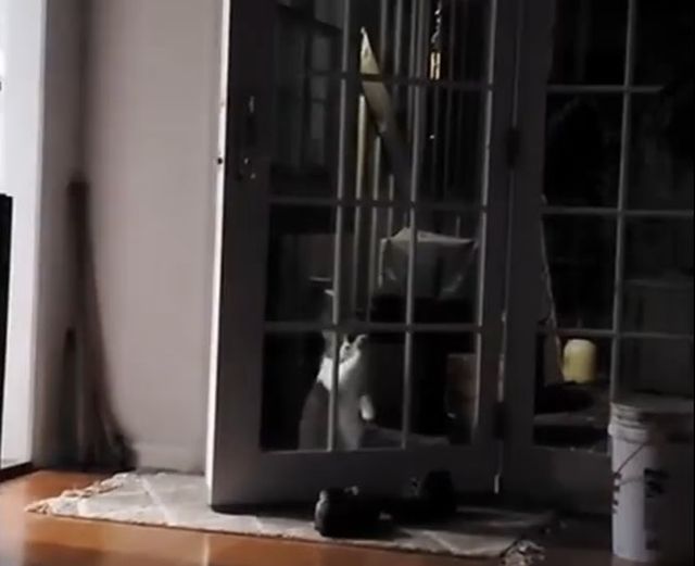 Кот, который осознал свою глупость