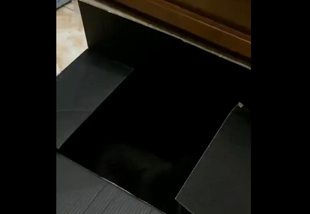 Кот, который овладел мастерством маскировки