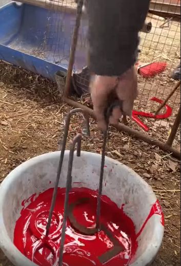 Маркировка овечек