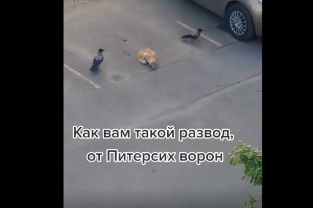 Развод по-петербургски от серьезных ворон