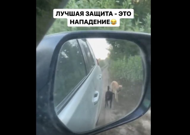 Если на вас напала стая бродячих собак