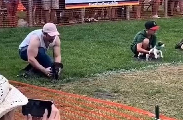 Черный пес, который переиграли уничтожил конкурентов