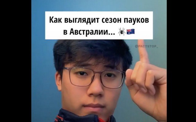 Сезон пауков в Австралии выглядит так
