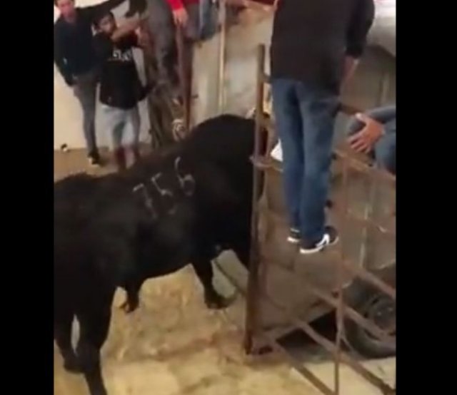 Не подходите к быку сзади