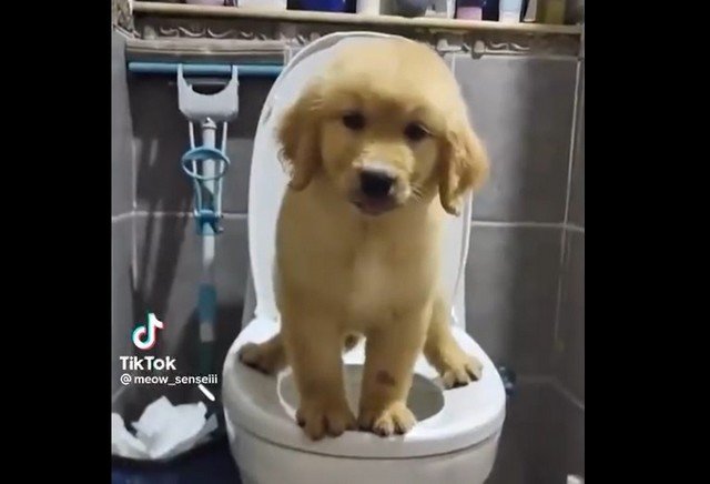 Подборка забавных собак