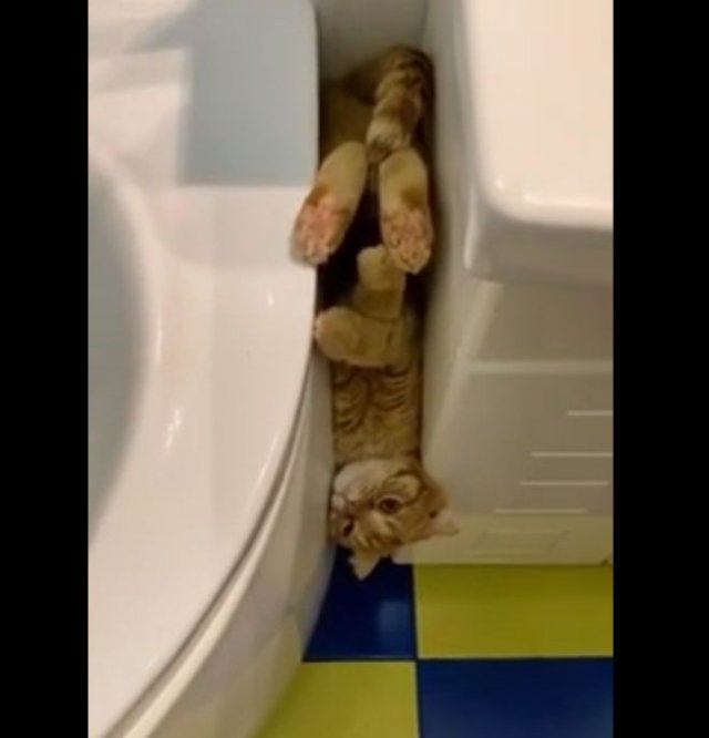 Котик, оказавшийся в западне