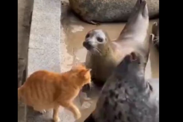 Рыжий кот, которому не досталась рыбка
