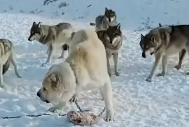 Огромный алабай, которого боятся даже волки и медведи