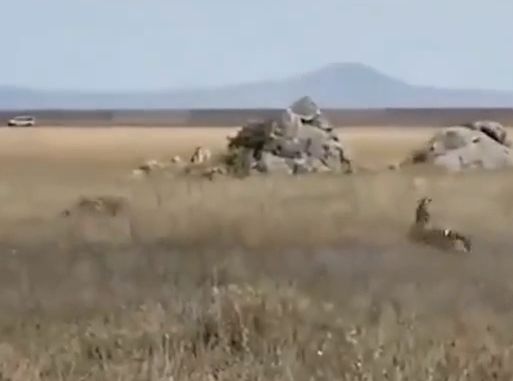 Зебра спасает свою жизнь