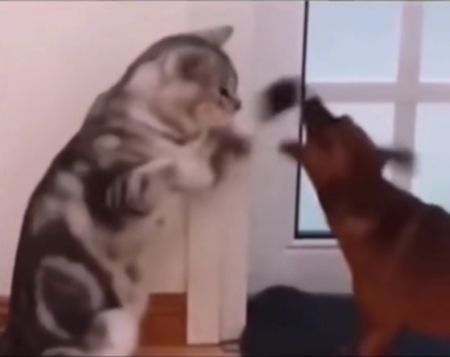 Шаолиньские котики