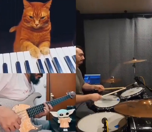 Музыкальная пауза: кошачий джаз