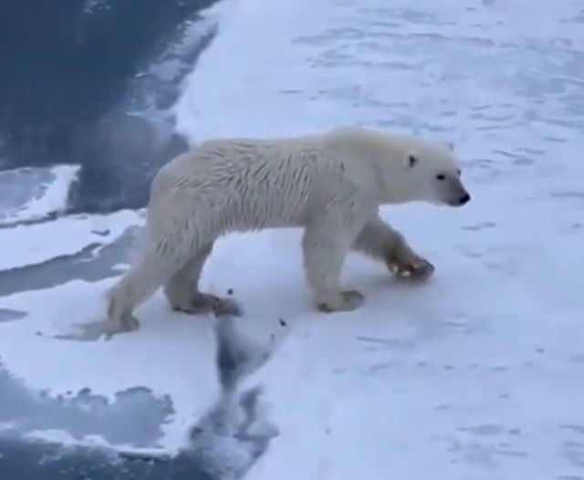 Как белые медведи передвигаются по тонкому льду