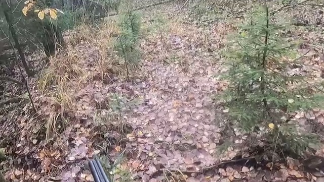 На охотника чуть не напала медведица, но мужчина сжалился и не стал стрелять