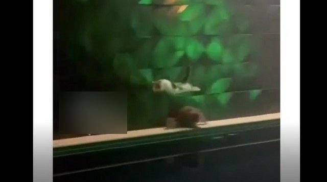 Испугавшийся кот, который не понимает, куда он бежит