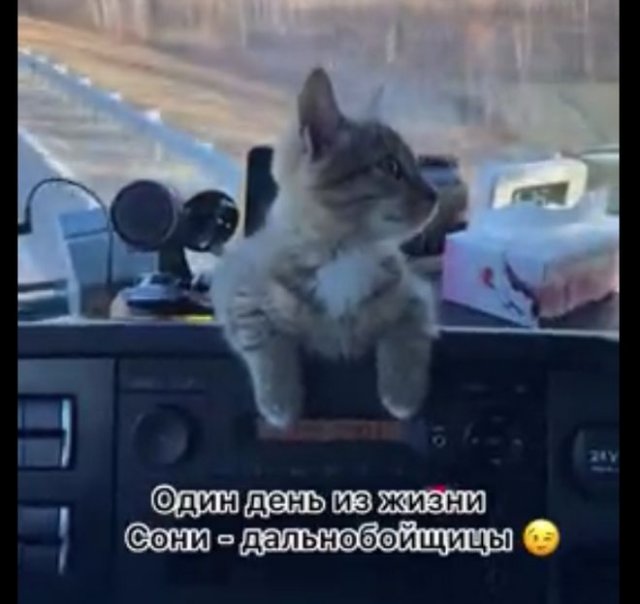 Соня-дальнобойщица