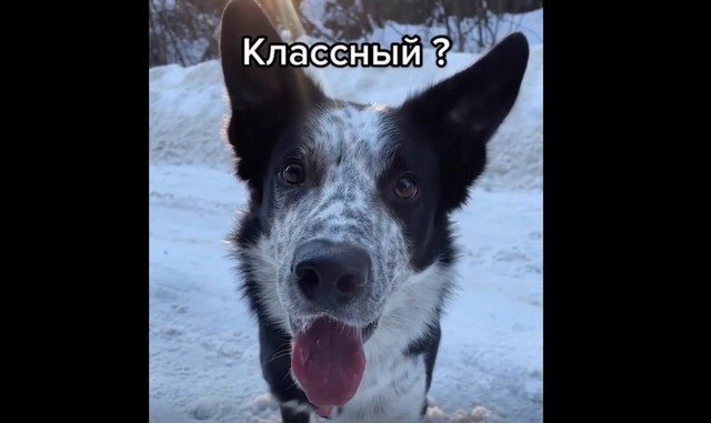 Самый смышленый пес, которого я видел