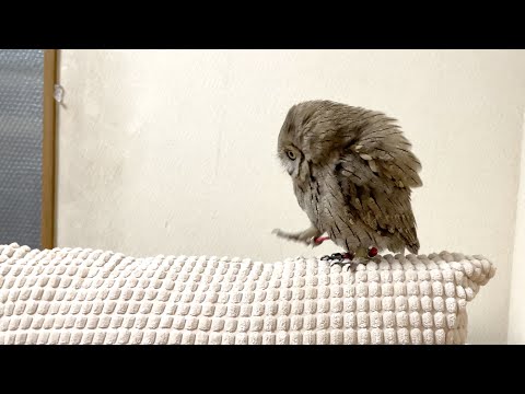 А ещё есть домашние совы 🦉