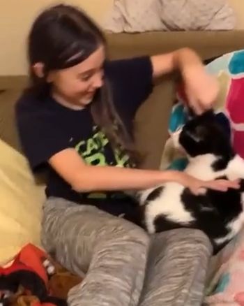 Котик нашёл хозяйку