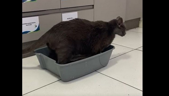 Да, котик, жизнь - это боль