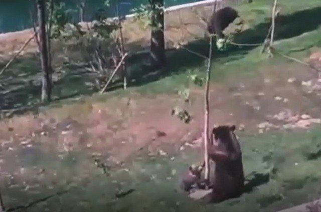 Так вот кто ломает деревья во дворе