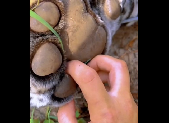 Мощные когти ягуара