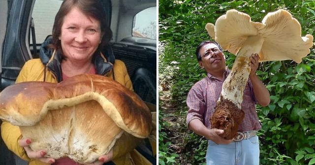 Грибной рай: люди отправилась в лес по грибы, а нашли настоящий клад