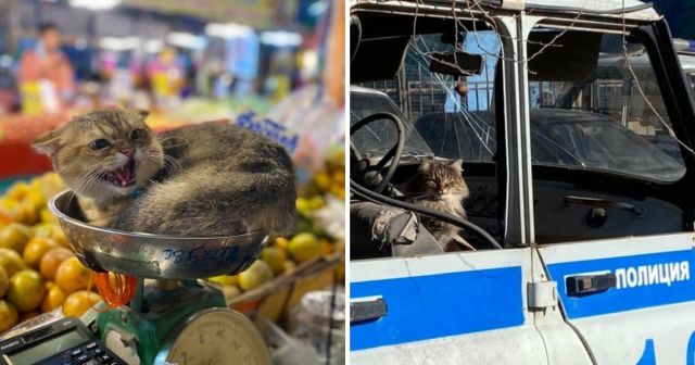 "Вижу цель - не вижу препятствий": коты в необычных местах
