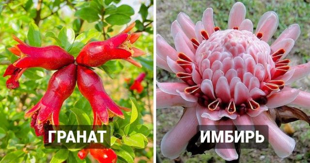 Знакомые нам продукты, которых в первоначальном виде не узнать