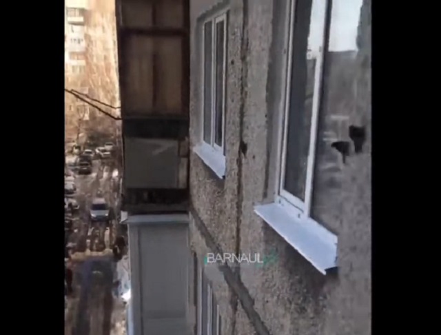 Суровые барнаульские мыши